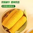 微信端：1号会员店年卡送 黄糯玉米3.8斤 240g*8根 玉米棒9.9元