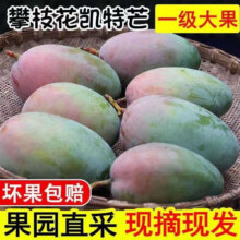 集南鲜 凯特芒果 四川攀枝花芒果当季大青皮黄皮大芒果新鲜水果整箱 含箱5斤  单果500g起  净重4.5斤