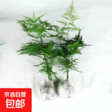 文竹盆栽室内桌面绿植客厅四季常青办公室净化好养空气盆景植物 文竹【15-20厘米左右】两盆5元