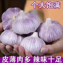 地头价2025年新鲜干紫皮大蒜 500克2.9元