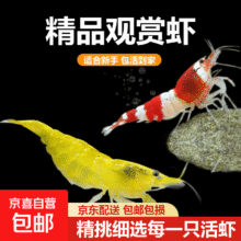 赏虾清洁虾耐活好养观赏虾淡水虾宠物虾集火虾活体 养鱼必备小鱼捞 1-1.6cm，SSS级精品观赏虾买一送一实付7.01