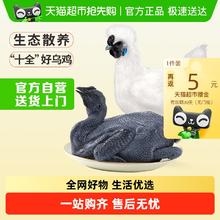 温氏 供港 十全乌骨鸡1000g