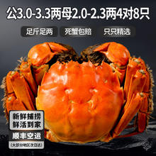 今锦上 大闸蟹公3-3.3两 母2-2.3两共8只151.2元
