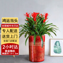 芙洛拉花园【两小时达】发财树绿萝金钱树散尾葵天堂鸟大型绿植室内开业乔迁 鸿运当头六株（大展宏图）637.2元 (券后省0.9)