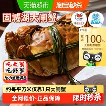 88VIP会员：鑫渔人 江苏南京固城湖大闸蟹现货螃蟹全母蟹鲜活特大精品蟹送礼8只