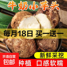 新鲜牛奶芋头奶白芋头 2斤 带箱 小果1元