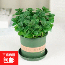 薄荷盆栽水培柠檬薄荷叶好养迷迭香苗驱蚊植物室内新鲜绿植 薄荷盆栽带加仑盆