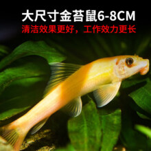 金苔鼠 观赏鱼清洁神器4-6cm 金苔鼠2条