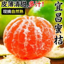 久雅优鲜湖北蜜橘 (源头直发)酸甜宜昌青皮无籽桔子当季高山新鲜水果 净重4.5-5斤甄选大果（65mm+）10.9元