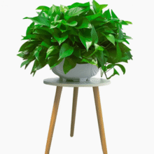绿萝盆栽室内客厅绿植花卉 吊兰 高26CM原装+托盘2盆+5肥9.99元
