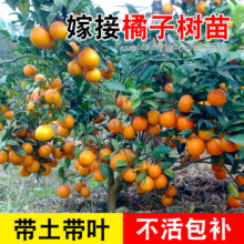 君扬 无核沃柑树苗 两年苗45-50CM高（带土带叶）6.8元包邮