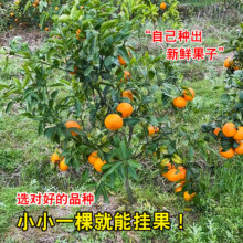 砂糖橘苗 两年苗45-50CM高（带土带叶）