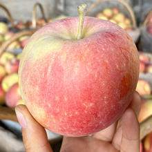 阿克苏苹果 AKSU AKESU APPLE 冰糖心苹果 约9-13枚 单果160g起丨净4.5斤 红富士苹果 新鲜整箱脆甜孕妇水果券后24.9元