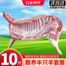 口水时代 山东省散养乳羔羊 10斤半只羊