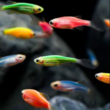 需首购：趣鱼景 热带观赏活鱼 七彩斑马8送2备损 到手10条4.11元+0.27元淘金币