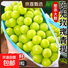 阳光玫瑰葡萄 带箱2斤大果【单果克重10g-20g】（净重约1.5斤）4.99元（需领券）