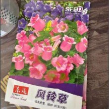 风铃草花种室内外庭院铃兰花盆栽花种子花种籽子四季开花易活花籽 风铃草种子/包约1000粒 1包