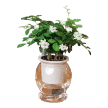 九里香 七叶莲 水培驱蚊绿植 自动吸水盆 1盆 口径10cm 高15-20cm1.98元（需领券）