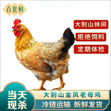 限移动端、今日必买：百食轩 正宗农家散养老母鸡 4斤
