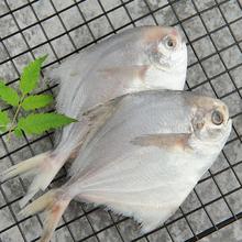 纯色本味 冷冻舟山口袋鲳 700g 银鲳鱼 白鲳 平鱼 地标产品 生鲜鱼类8.33元（需买10件，需用券）