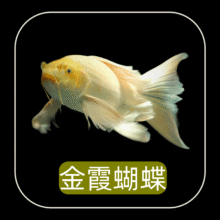 冷水观赏鱼 贵妃黄色4-5cm买一送一共2条 小