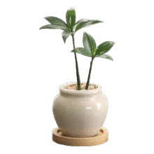 八芽海岛罗汉松  竹柏-陶瓷小茶罐盆-竹底托-铺面石 陶瓷盆-带盆栽好3.3元(需领券)