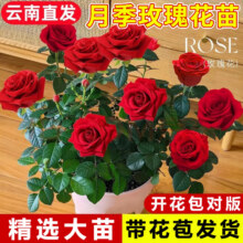 月季玫瑰花苗带花苞发货  中国红【130杯#带花苞】 1盆（开花 包对版）4.9元