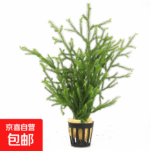 绿菊水草植物真草 绿植净化水质阴性增氧水草  麓角茸一杯