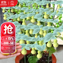 大禹手捻小葫芦籽种子苗 小文玩葫芦瓜   手捻葫芦种子10粒0.5元