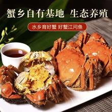 江问鱼 大闸蟹公3.0两/只 母2.0两/只 4对8只装 鲜活大闸蟹礼盒