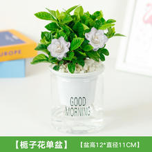 梵花拾光 绿植盆栽花卉室内好养发财树办公室文竹栀子花绿萝水培小植物多肉