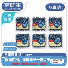 京鲜生 云南蓝莓 6盒24mm+装 125g/盒 生鲜水果 源头直发 包邮