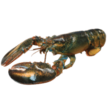 鲜京采 鲜活波士顿龙虾 净重450-550g/只 保鲜不保活 生鲜海鲜 源头直发