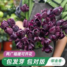 海蒂的花园 5度球 红色长安(粉红色)12/14（5球装）