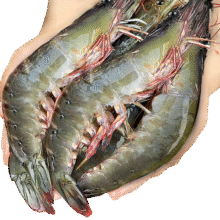 东上御品虾 青岛大虾基围虾鲜活青虾白虾海虾对虾冰虾冻虾生鲜 虾类 海鲜 3斤(净重)  气冻大虾【活虾速冻】 11-12cm【单只无冰衣】79.9元 (每满79减10,券后省10,月销1000+)