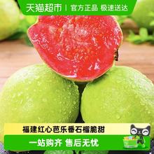 喵满分 精选软糯红心芭乐3斤起新鲜水果番石榴脆甜软糯胭脂红芭乐