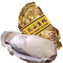莫小仙 源头直发 现捕捞 鲜活 乳山生蚝 XXXL 净重2.5斤 单个3-5两