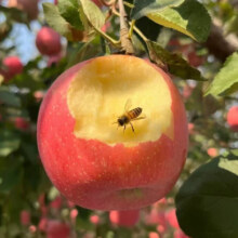 【25新果】正宗山东烟台栖霞红富士整箱生鲜当季新鲜应季水果苹果 中果75mm+ 两斤（净重1.8斤）5.85元(需领券)