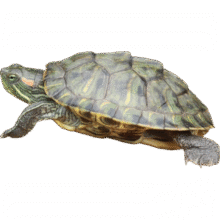 观赏龟活体 4-5厘米宠物龟 1只单身龟2.9元