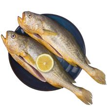 今日必买：One's Member 1号会员店 宁德三去大黄鱼 净重700g/2条装46.25元（需买2件，需用券）