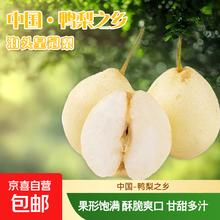 河北泊头鸭梨 1.5kg 箱装