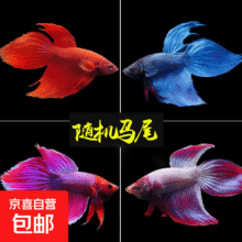 斗鱼  小型半月活鱼 精品马尾公1条