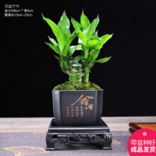 幼薇富贵竹植物盆栽  富贵竹丛林+四方舍得PVC盆+方盘 带盆栽好6.8元