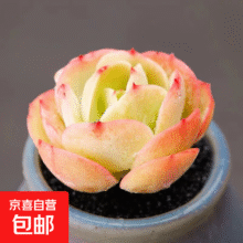 京喜 多肉植物盆栽新手套餐迷你绿植 蛋蛋