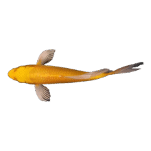 锦鲤鱼活鱼观赏鱼  3-5cm 随机锦鲤1送1备损（到手2条）