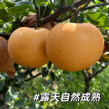 天降礼金、再降价：山东秋月梨 净重4.5斤 单果230-300g