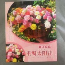 重瓣太阳花种子 太阳花种子/包约1万粒 一包