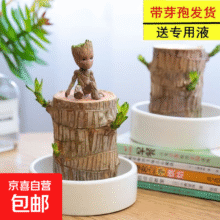 巴西木 开花水养格鲁特小木人 巴西木+陶瓷盆+格鲁特 送液 【带芽发货】裸根不带土高10-15厘米