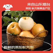 京鲜生 大号莱阳秋月梨 净重8斤