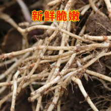 新鲜鱼腥草 折耳根 每日现挖 净重1斤 袋装 带泥易保存